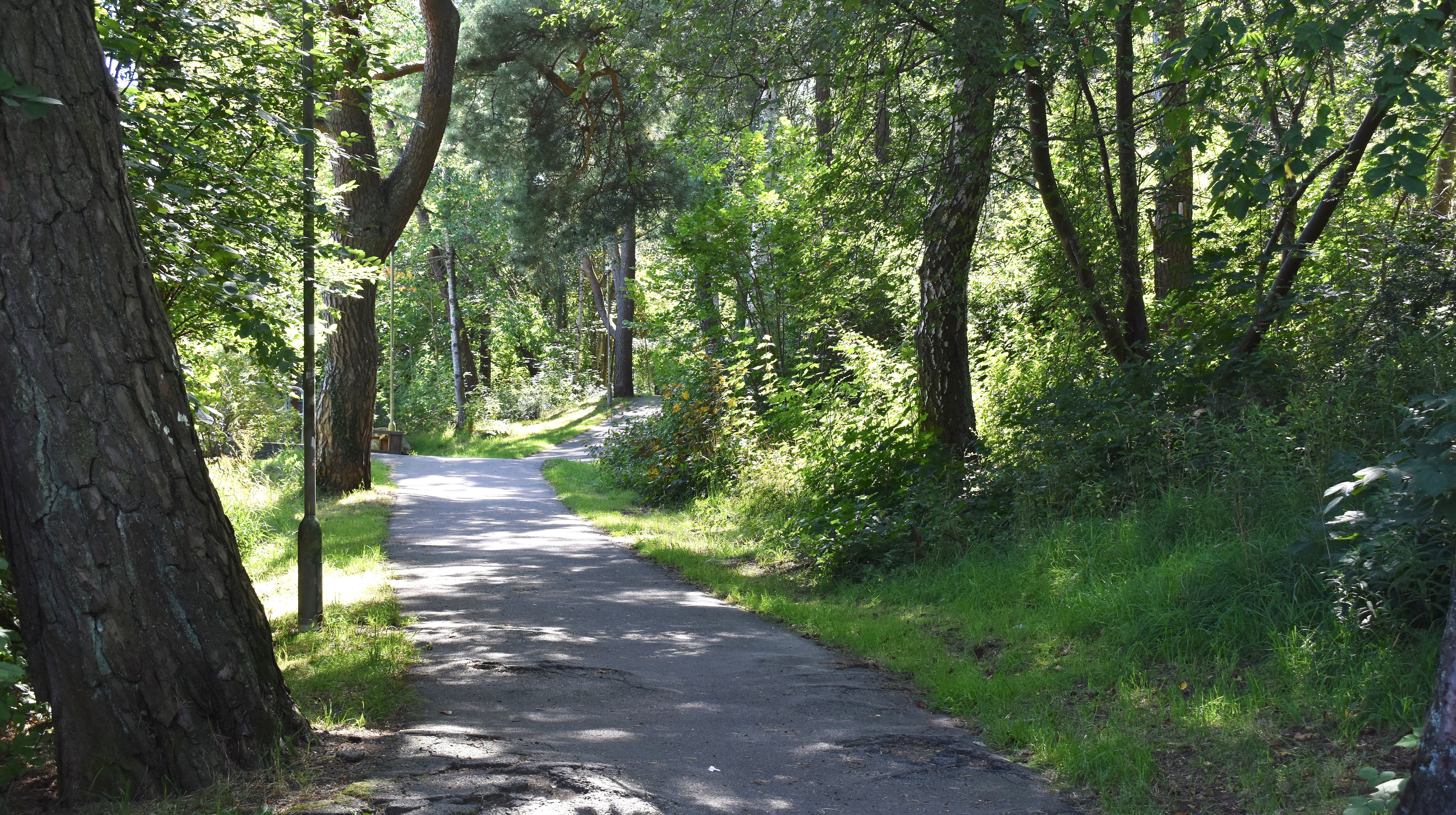 Gångväg som kantas av träd  och buskar.