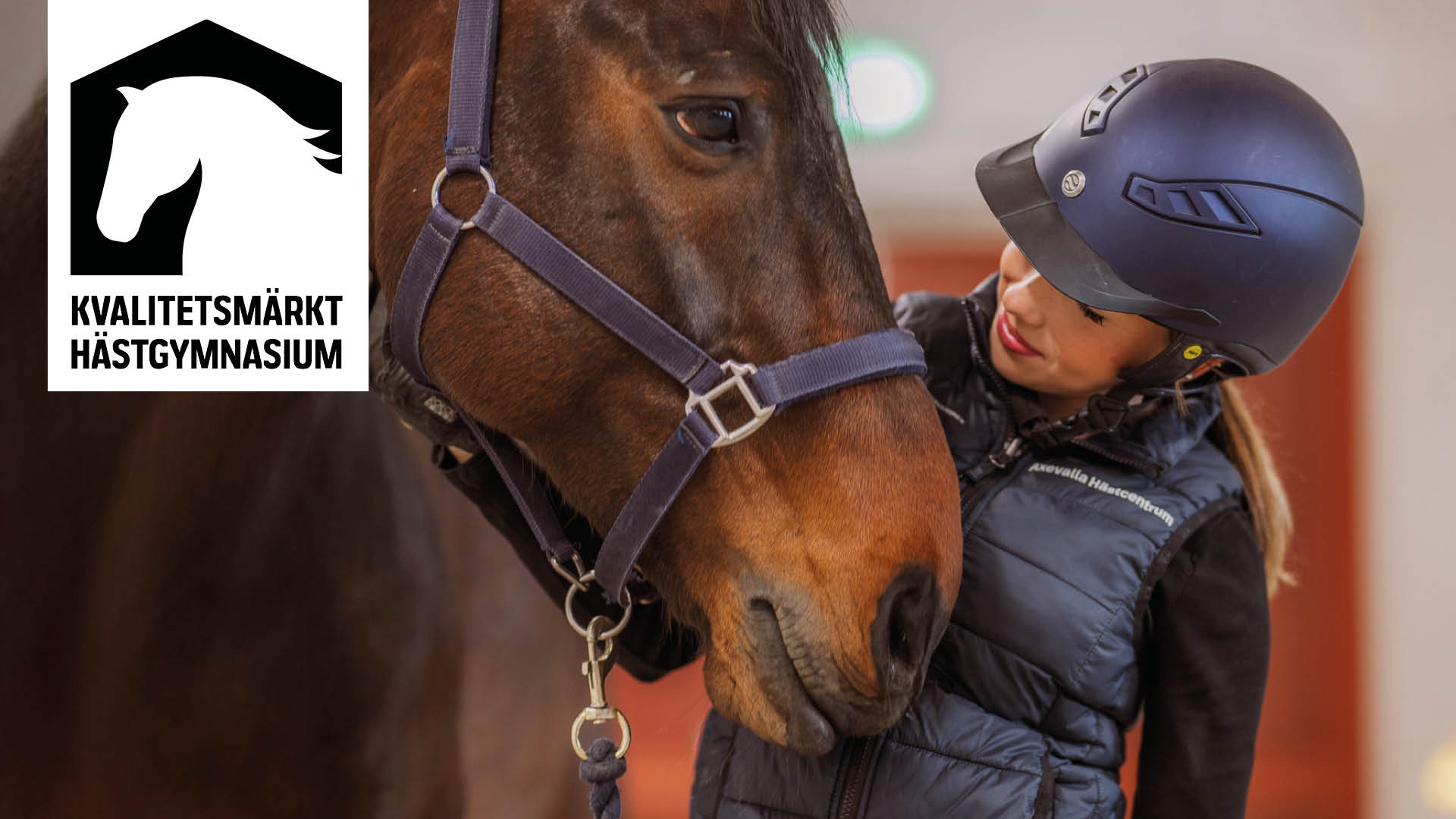 Elev med ridhjälm står bredvid häst med loggan för Kvalitetsmärkt hästgymnasium
