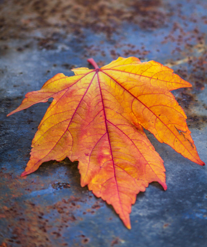 Ett orange höstlöv på en våt mark