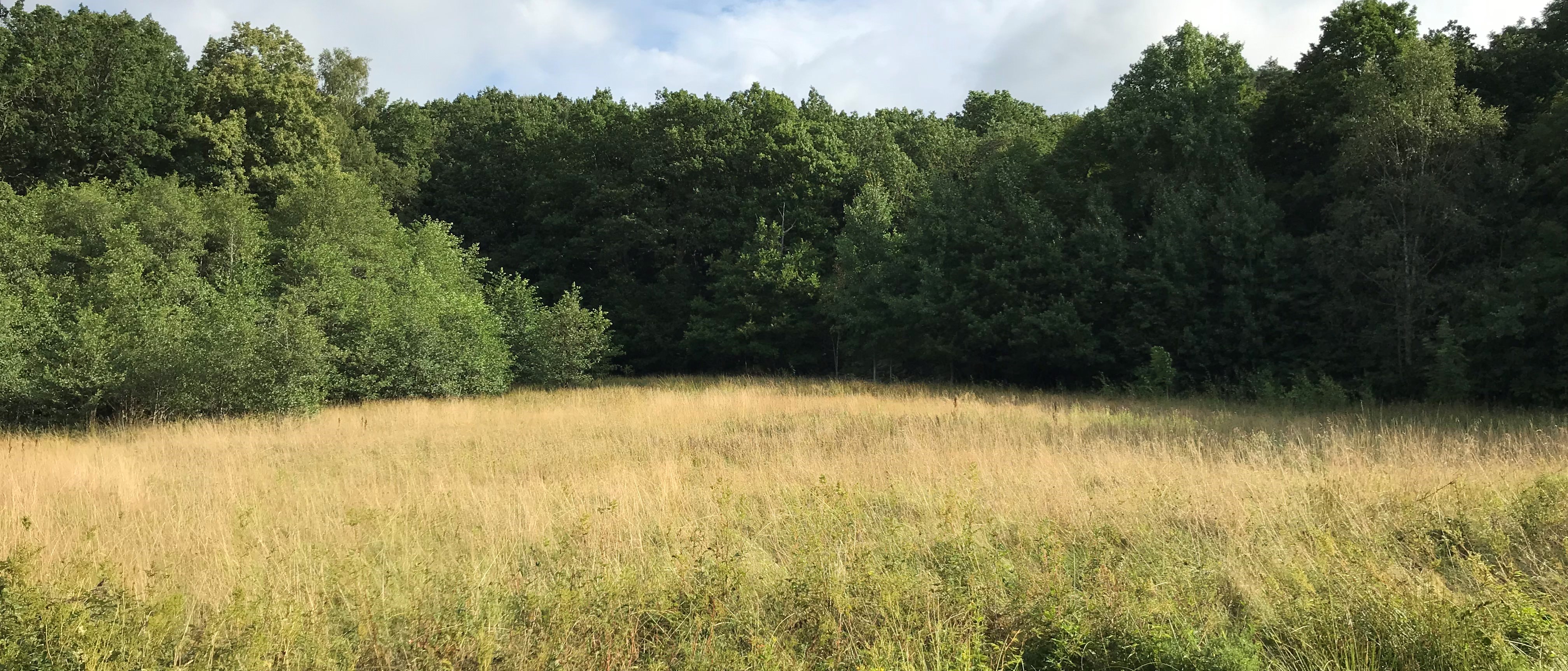 Ängsmark med skogsparti i bakgrunden