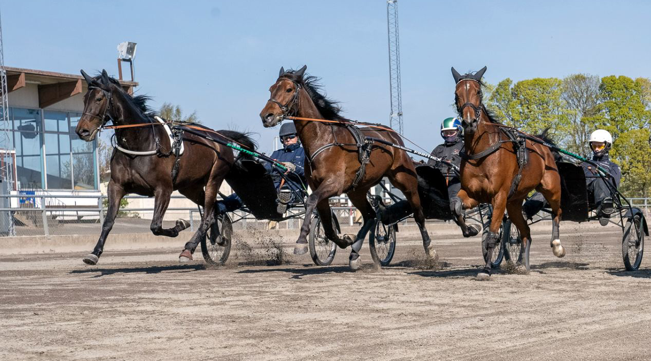 Tre travhästar med ekipage travar på bana