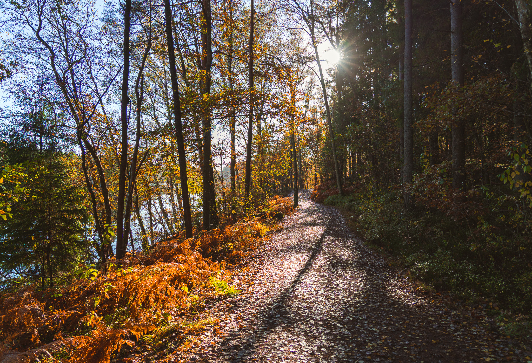 Höstbilder tagna runt Delsjön.